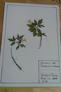 Herbarium